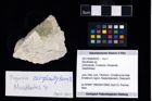 Foto (Objekt + Etikett) von Munitheites sp.  (NHMW-GEO-2017-0089-0043)